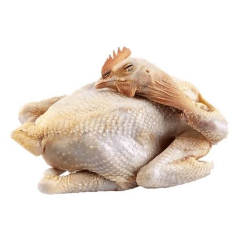 

AYAM KAMPUNG UTUH 1 EKOR / FREE RANGE CHICKEN FRESH