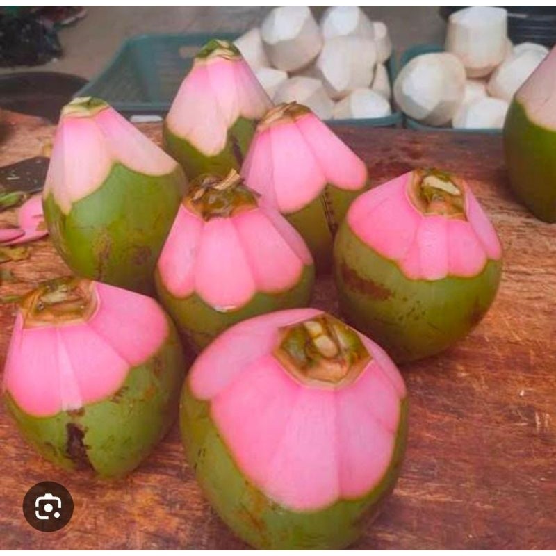 

GS-17 Kelapa Obat Wulung Muda Merah Segar Baru Petik Obat Herbal Termurah 1 Buah