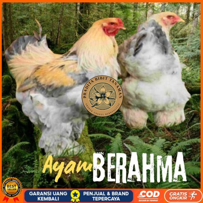 

telur ayam hias Berahma siap tetas original berkualitas PRADITA BIBIT TANAMAN