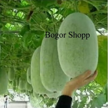 

Buah Bligo/kundur