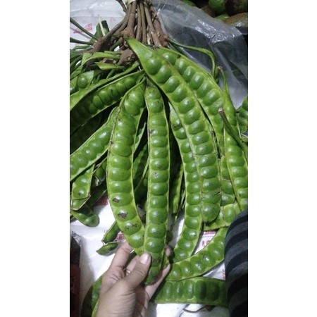 

Pete Super Segar Fress Boyolali Bebas Ulat terlaris