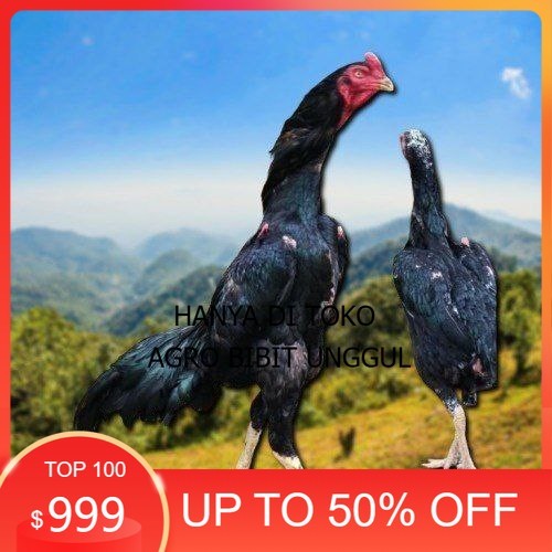 

Shamo Perfeck terlaris 100% agro.bibit.unggul