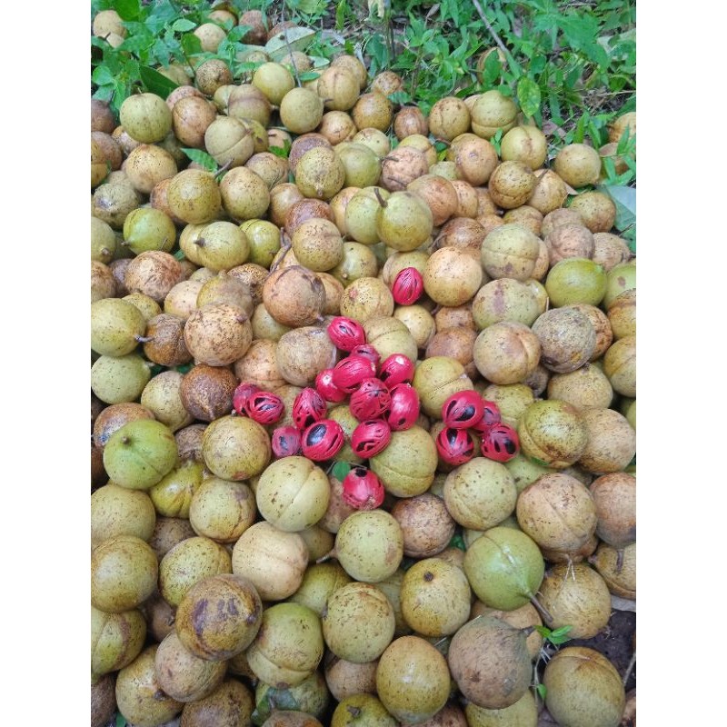 

buah pala gulundungan fress /buah pala utuh 1kg (18_25 buah) baru metik dipohon buah pala pegunungan