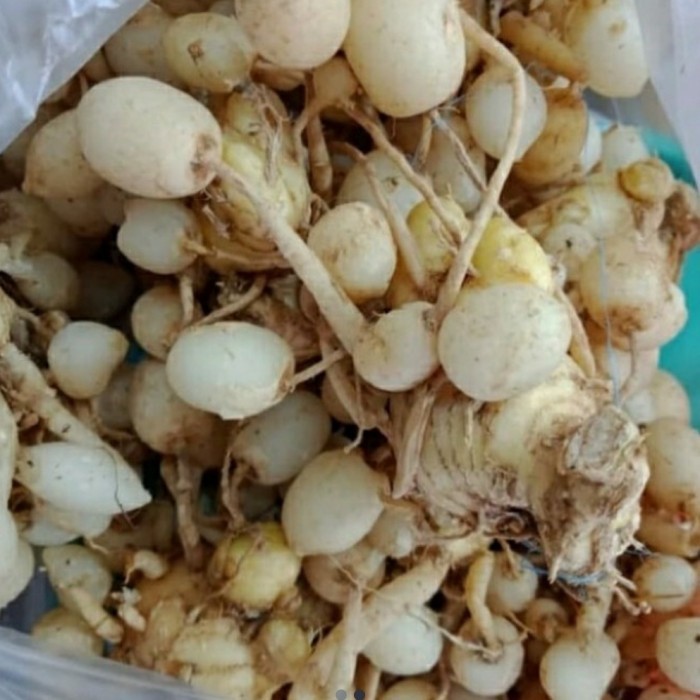 kunyit pepet/ temu kunci pepet fresh 200 gram