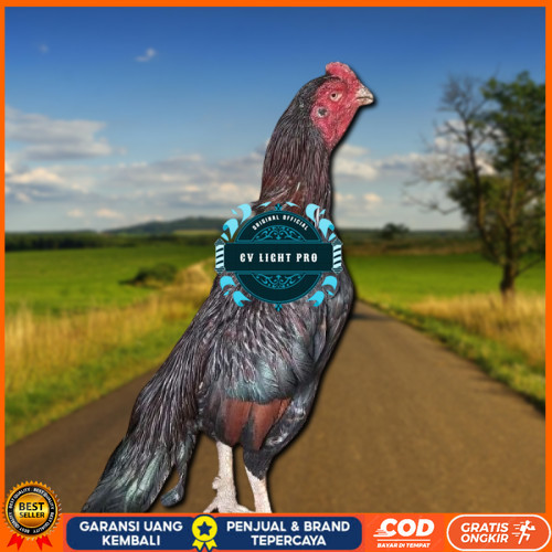 

telur ayam assel Parrot ori bisa untuk di tetaskan CV LIGHT PRO