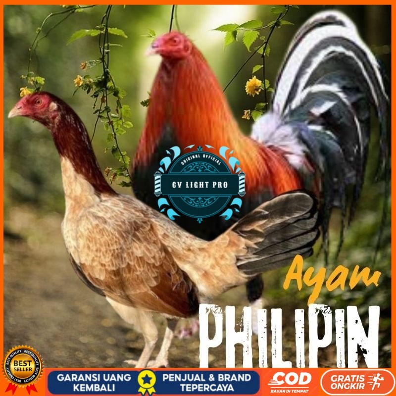

telur ayam philipin import AK47 bisa untuk di tetaskan CV LIGHT PRO