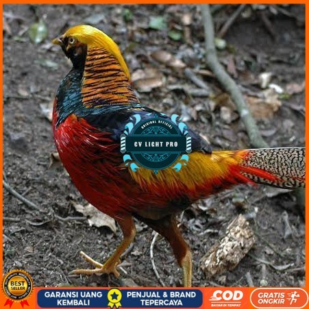 

Telur ayam ringneck golden pheasant telur ayam hias fertil siap cod CV LIGHT PRO