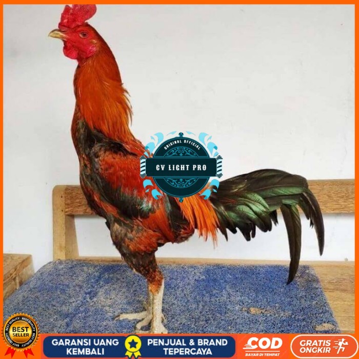 

Telur ayam bangkok pama mangon petarung fertil asli CV LIGHT PRO