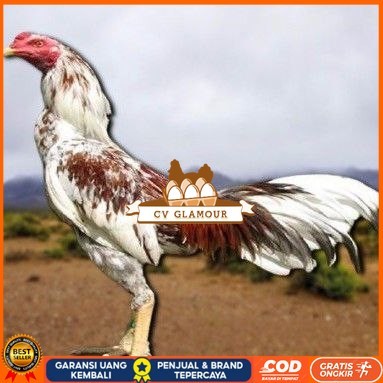 

telur tetas ayam pama berkualitas unggul CV GLAMOUR