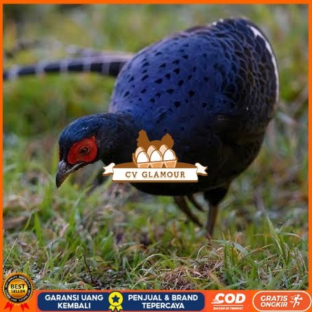 

Telur ayam hias ringneck mikado pheasant fertil bisa ditetaskan Langsung CV GLAMOUR