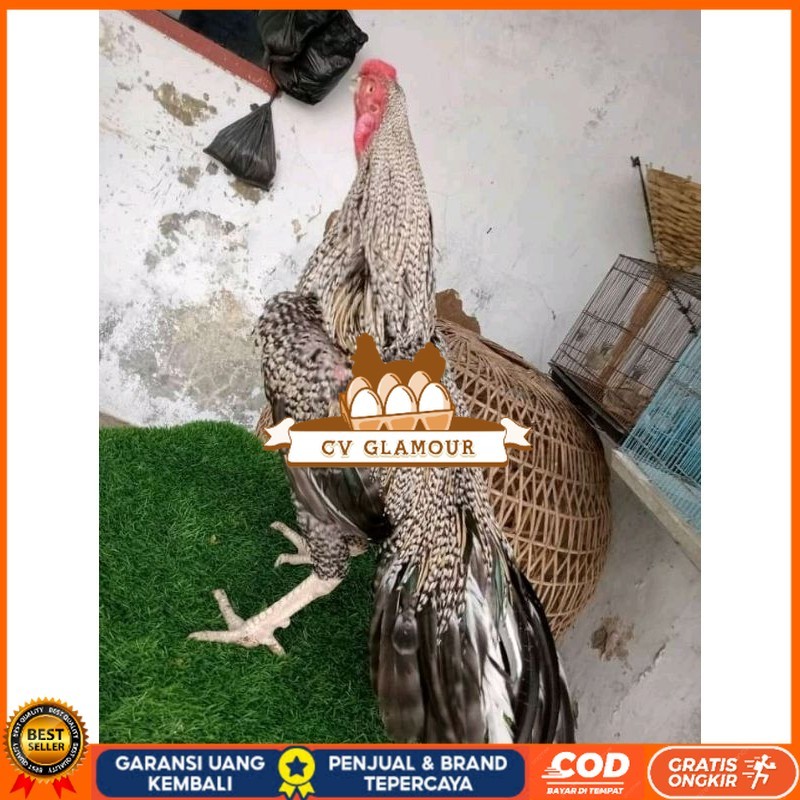 

TELUR ASEL PUKUL LARI INDUK JUARA.. PROMO CV GLAMOUR