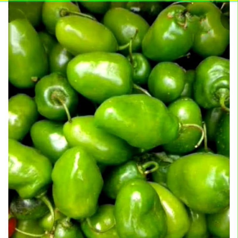 READY TERMURAH cabai gendot 250gr