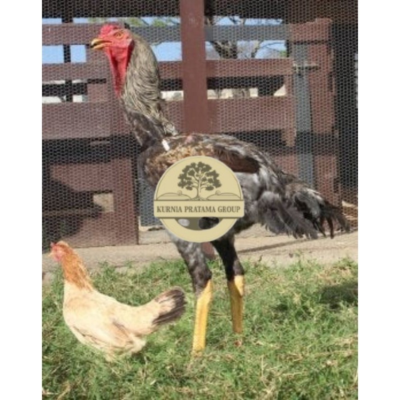 

TELUR AYAM AHMAD GIGANTE UNTUK DI TETASKAN KURNIA PRATAMA GROUP