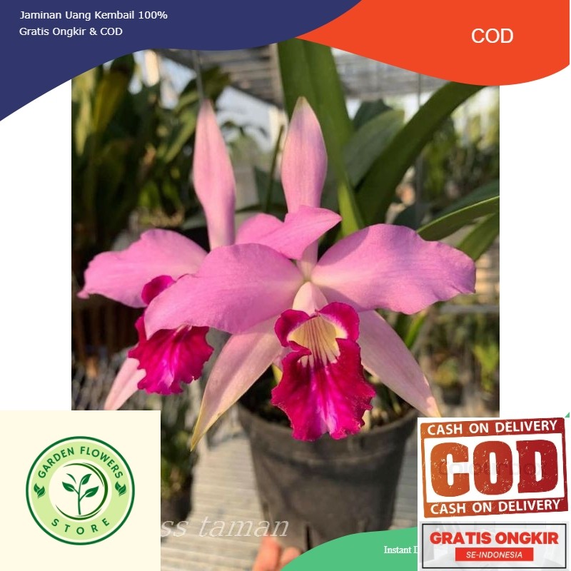 Anggrek dendrobium dewasa bunga pink dalmation tanaman anggrek dendrobium