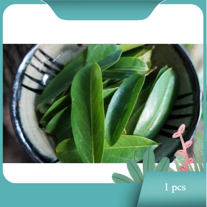 

Daun Sirsak Segar - Non Pestisida / Soursop Leaf