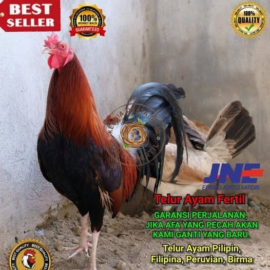 

Telur ayam hias pilipin fertil siap ditetaskan Langsung KURNIA PRATAMA ID