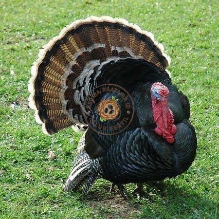 

Telur ayam kalkun jumbo / telur ayam hias / telur fertil siap kirim KURNIA PRATAMA ID