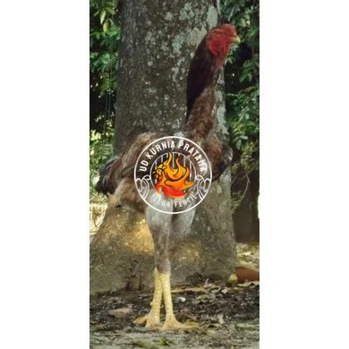

TELUR AYAM KINGGOR / king GORILA SUPER UNTUK DI TETASKAN UD KURNIA PRATAMA