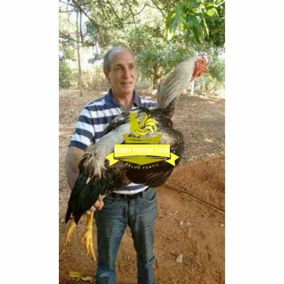 

Telur ayam gorila / gorilla jumbo fertil siap ditetaskan KURNIA PRATAMA ABADI