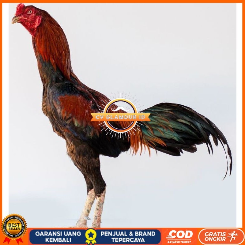

PAMA IQ TELUR FERTIL PROMO BESAR" AN CV GLAMOUR ID