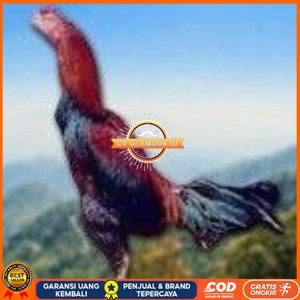 

telur ayam cos shamo asli untuk di tetaskan CV GLAMOUR ID