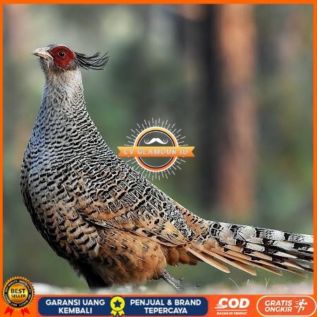 

Telur ayan hias ringneck cheer pheasant fertil untuk ditetaskan CV GLAMOUR ID