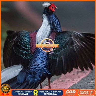 

Telur ayam hias ringneck swinhoe pheasant fertil asli CV GLAMOUR ID