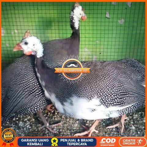 

Telur ayam mutiara hias siap ditetaskan - ayam mutiara CV GLAMOUR ID