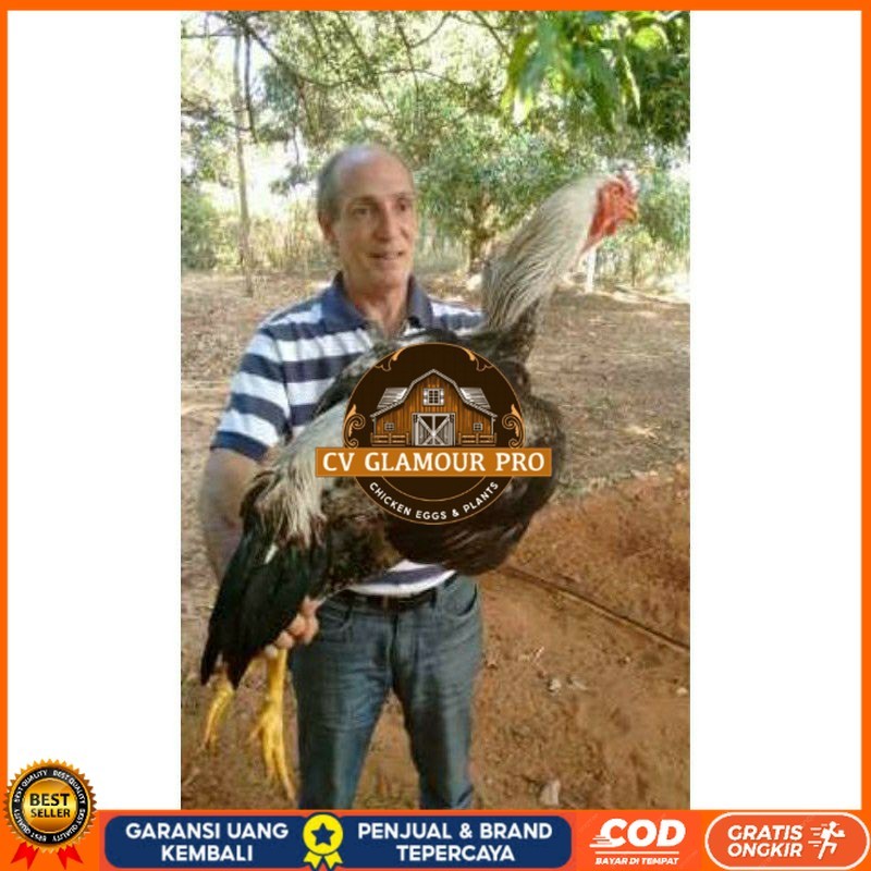 

TELUR AYAM GOWA / GORILA JAWA SUPER UNTUK DI TETASKAN CV GLAMOUR PRO