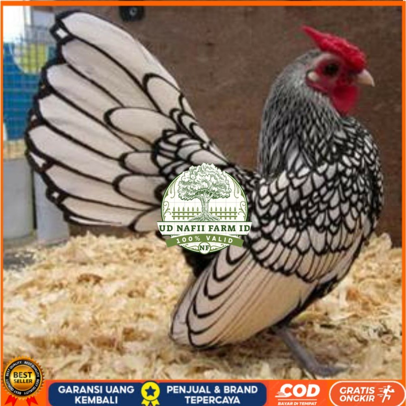 

TELUR AYAM HIAS BATIK ITALY,AYAM BATIK KANADA UD NAFII FARM ID