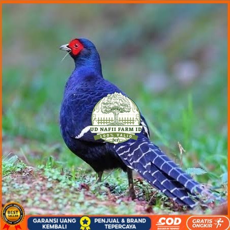 

Telur ayam hias ringneck mikado pheasant fertil siap ditetaskan Langsung UD NAFII FARM ID