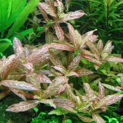 TANAMAN AQUASCAPE HYGROPHILA POLYSPERMA SUNSET