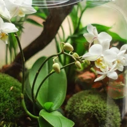 Phalaenopsis Amabilis Mini Orchid Anggrek Bunga Terrarium Paludarium