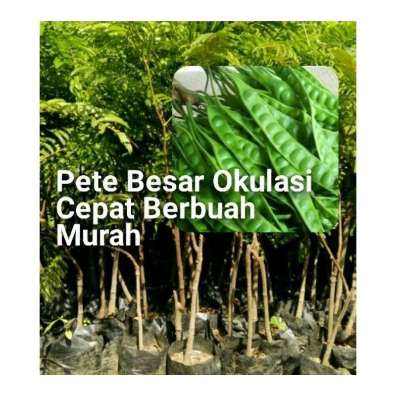 

[promo] beli petai hasil okulasi lebih cepat berbuah berkualitas ukuran 30-80cm terlaris terlaris