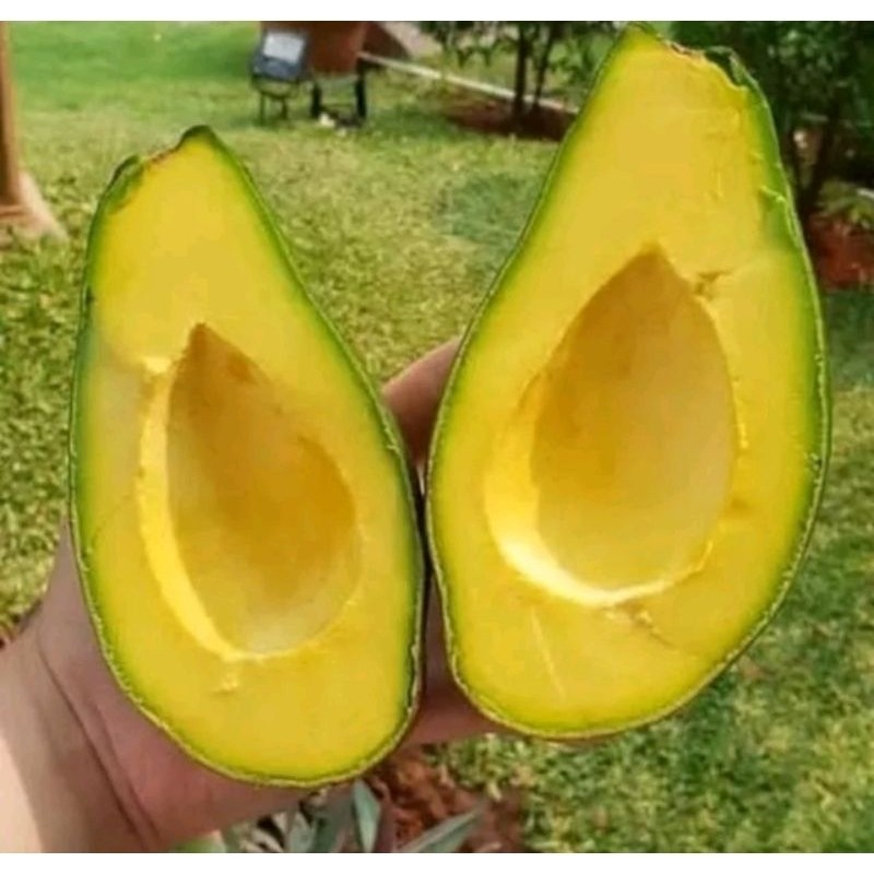 

[promo] bibit buah alpukat wina okulasi cepat berbuah tambulapot berkualitas ukuran 30-80cm terlaris terlaris