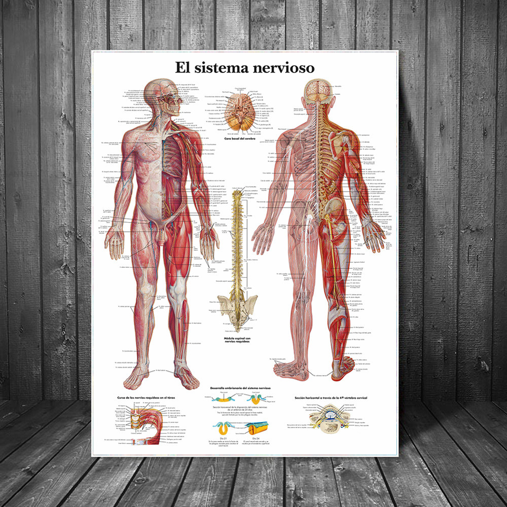 

The Human Musculature Art Canvas Posters And Prints Human Body System Canvas Paintings On the Wall Art Pictures Home Decoration