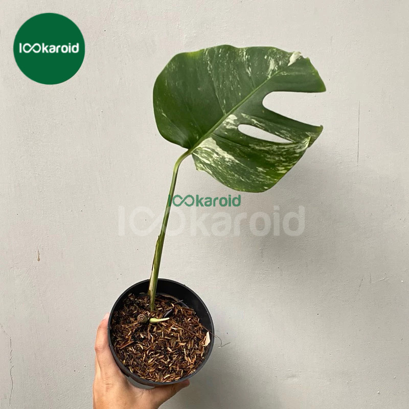 Tanaman Hias Monstera Variegata / Monvar Monstera Varigata Ekonomis