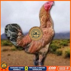 

telur ayam pama ninja berkualitas unggul PRADITA BIBIT TANAMAN