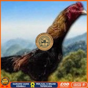 

telur ayam Shamo Jpn-eropa(Terlaris) PRADITA BIBIT TANAMAN