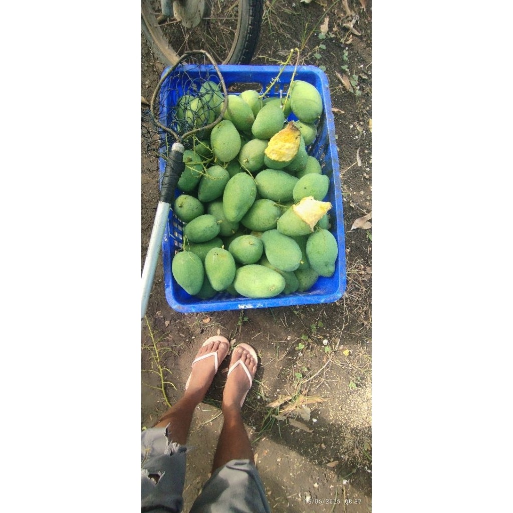 

READY mangga muda 1kg jenis gadung/harum manis/alpukat
