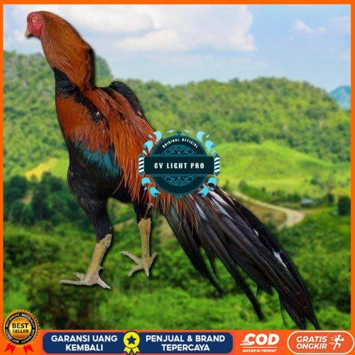 

telur ayam ekor lidi original bisa untuk di tetaskan ori CV LIGHT PRO