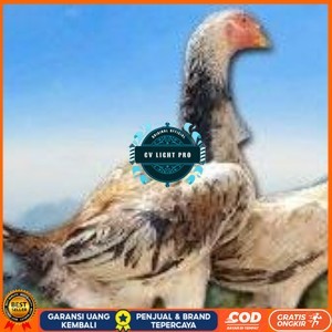 

telur ayam shamo murni vertil original resmi CV LIGHT PRO
