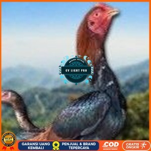 

telur ayam Shamo Eropa Ori (telur fertil) CV LIGHT PRO