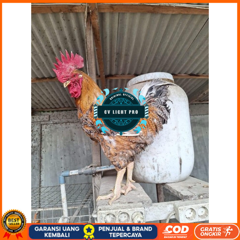 

TELUR FERTIL AYAM LARMOD 2 UNTUK DI TETASKAN CV LIGHT PRO