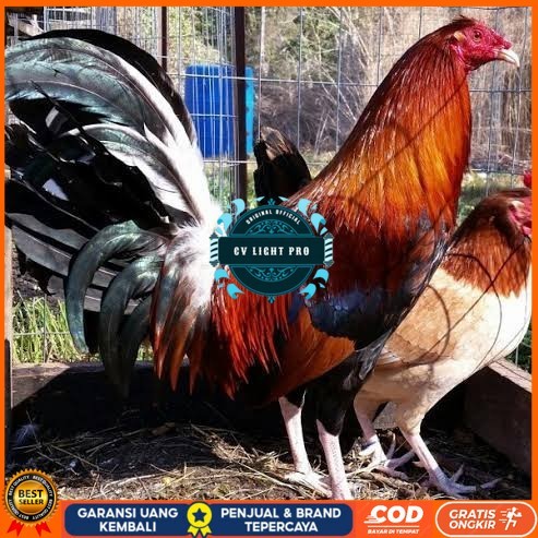 

Telur ayam hias pilipin fertil untuk ditetaskan Langsung CV LIGHT PRO