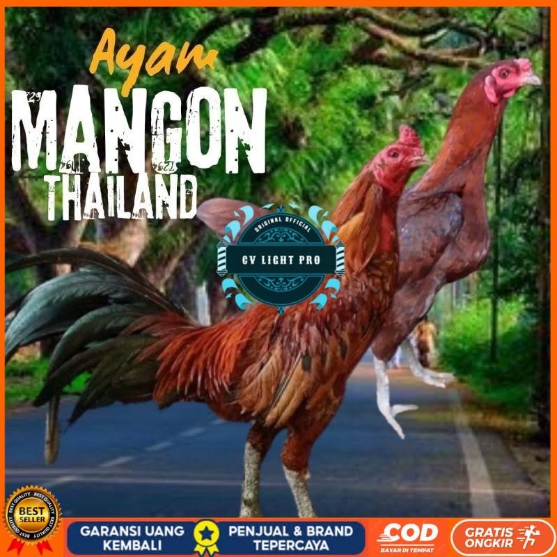 

telur ayam mangon Ori Thailand petarung bisa untuk di tetaskan CV LIGHT PRO