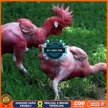 

Telur ayam tanpa bulu / ayam gundul fertil asli siap ditetaskan - ayam tanpa bulu CV LIGHT PRO