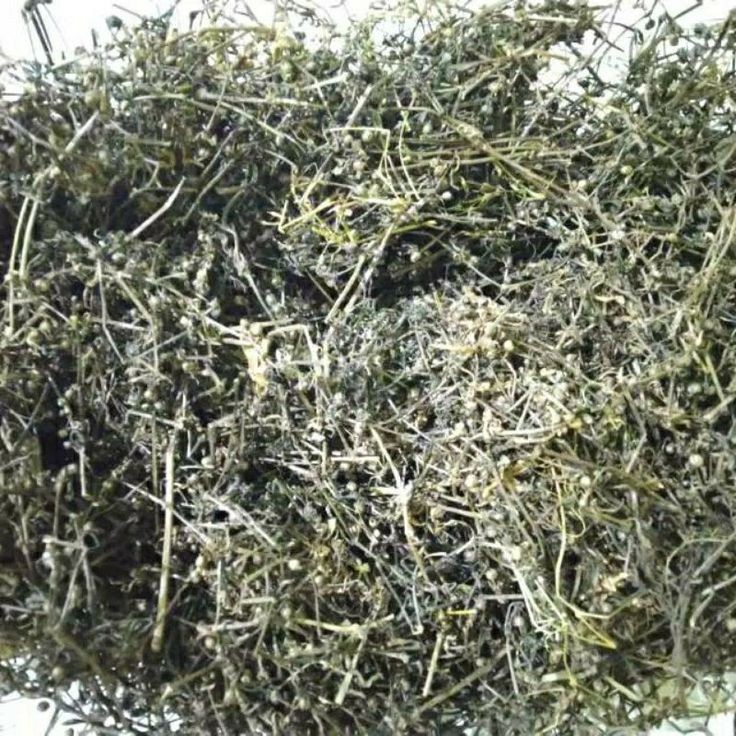 

MURAH RUMPUT MUTIARA KERING 250 GRAM - Oldenlandia - MURNI - JSR - REMPAH
