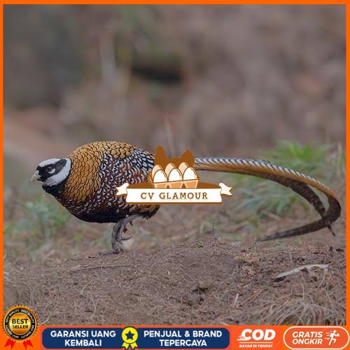 

Telur ayam hias ringneck reeves pheasant fertil asli CV GLAMOUR