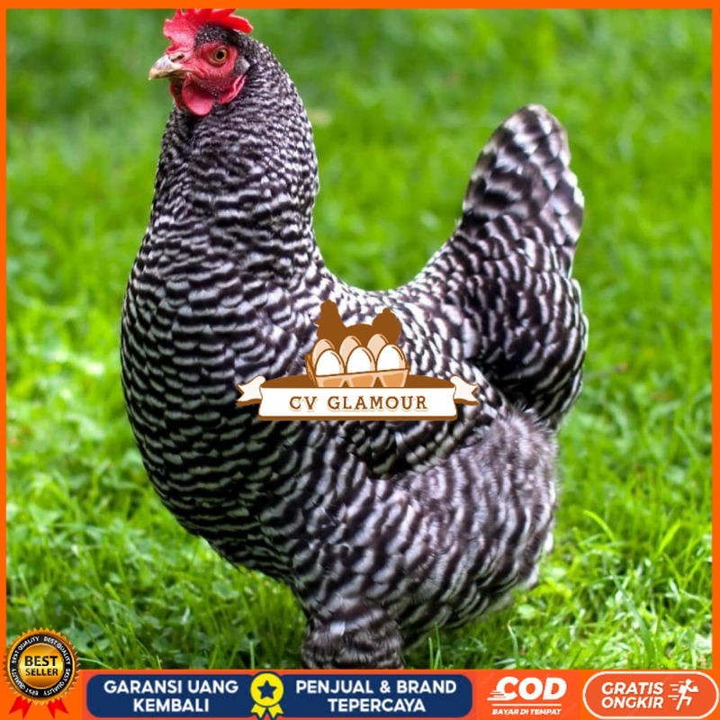 

TELUR AYAM HIAS PETELUR BARRED ROCK UNTUK DI TETASKAN CV GLAMOUR
